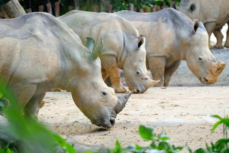 How Climate Change Affects Animal Habitats